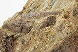 Dinosaur Tendons and Bones in Situ - Lance Formation, Wyoming #227502-2